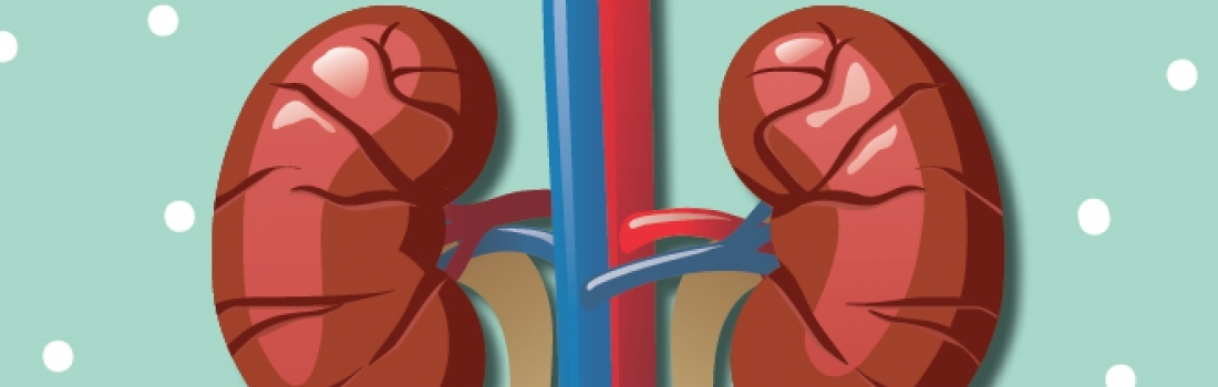 ¿Cómo cuido mis riñones?