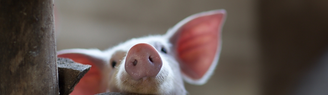 Radiografía de la carne de cerdo