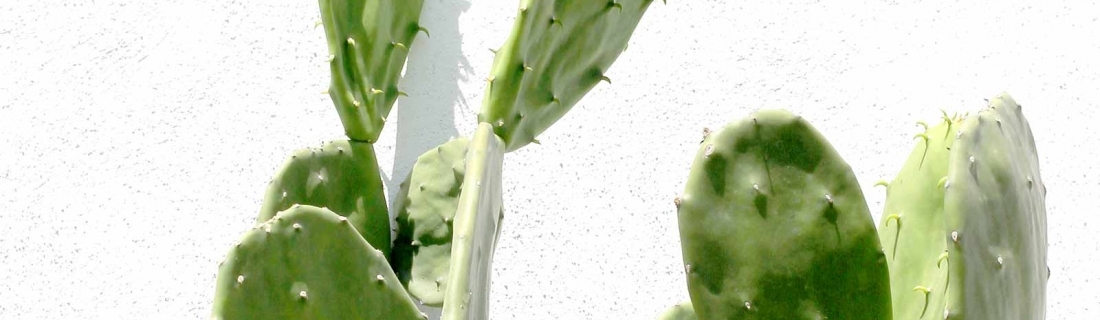 El súper nopal