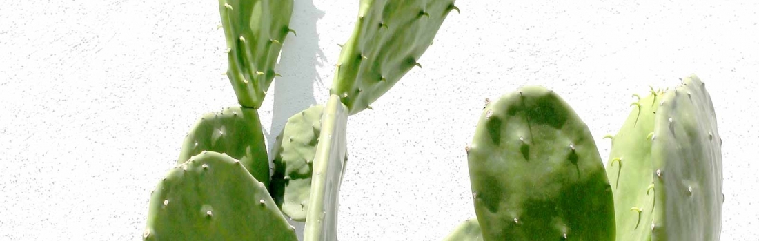 El súper nopal El súper nopal